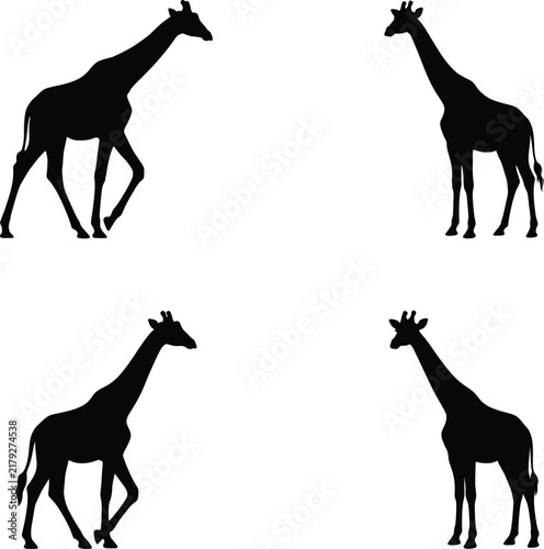 Photography Giraffes silhouette vector. Safari animal vector icon set