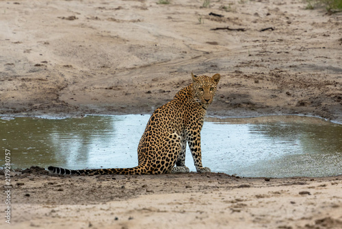 Leopard at the edge of a muddy pool in Botswana