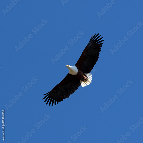 African fish eagle in flight over Kafue National Park, Zambia