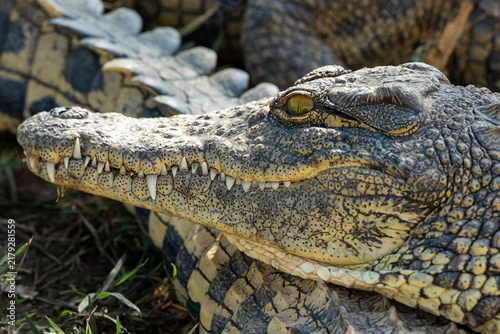 Close-up of a Nile crocodile in Kafue National Park, Zambia