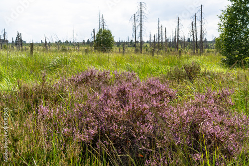 Purple wildflowers in a meadow with bare trees, Belgium