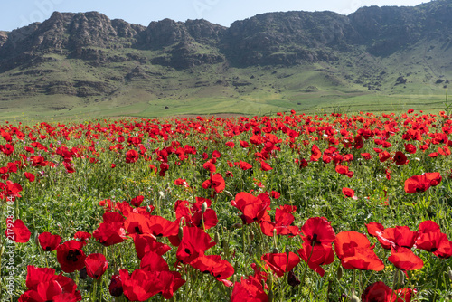 Field of red poppies below a rocky hill near Khorramabad, Iran