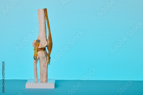 Human knee joint anatomical model on stand for orthopedic consultation of osteoarthritis and meniscus injury.
