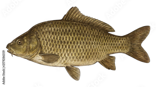 Illustration of a brown carp fish isolated on white isolated on transparent background
