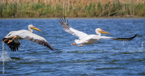 Bild auf Leinwand The great white pelicans (Pelecanus onocrotalus) taking off from the water