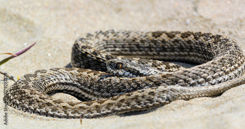 Cuadro en lienzo Close-up of Moldavian meadow viper (Vipera ursinii moldavica) basking on sand