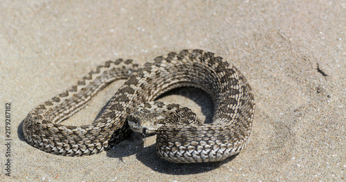 Cuadro en lienzo Close-up of Moldavian meadow viper (Vipera ursinii moldavica) crawling slowly on