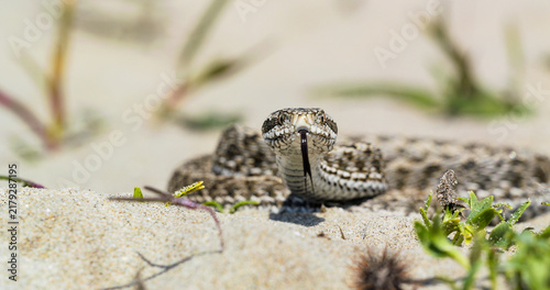 Konstfotografi Ground level close-up view of Moldavian meadow viper (Vipera ursinii moldavica)