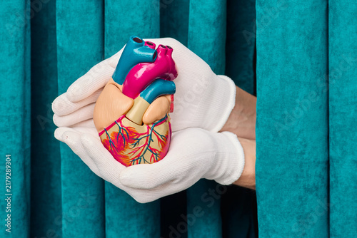Bild auf Leinwand Gloved hands carefully holding anatomical model of human heart with aorta and vena cava