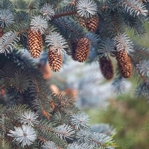 Obraz na płótnie christmas tree branches