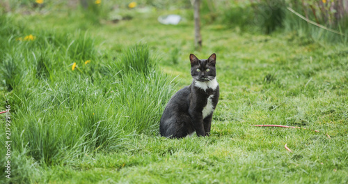 фотографія A black and white cat sitting peacefully in a grassy garden lawn, looking direct