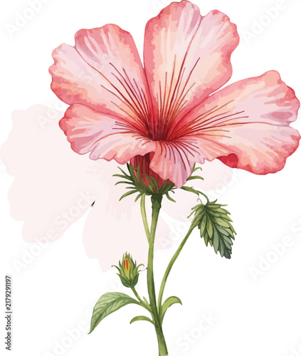Delicate Pink Hibiscus Flower with Green Stem and Leaves.