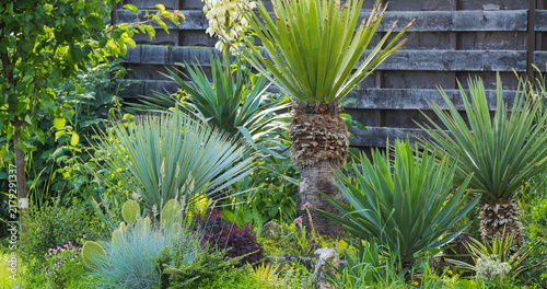 Quadro su tela Various types of Yucca plants in a Mediterranean garden