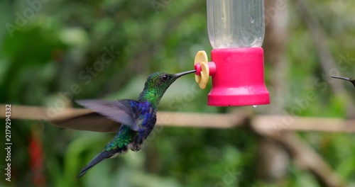 Gorgeted Woodstar Hummingbird (Chaetocercus heliodor) and a Sparkling Violetear (Colibri coruscans) at a hummingbird feeder, filmed in slow motion. Tandapi, western Ecuador