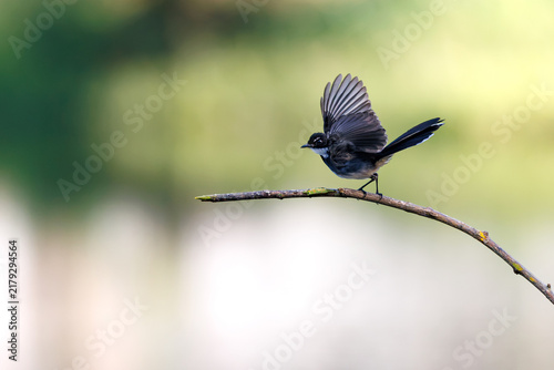 Pied Fantail taking off from curved branch, wings fully spread, long tail raised, dynamic moment, soft green and cream bokeh background, distinctive plumage, elegant wing shape, natural behavior