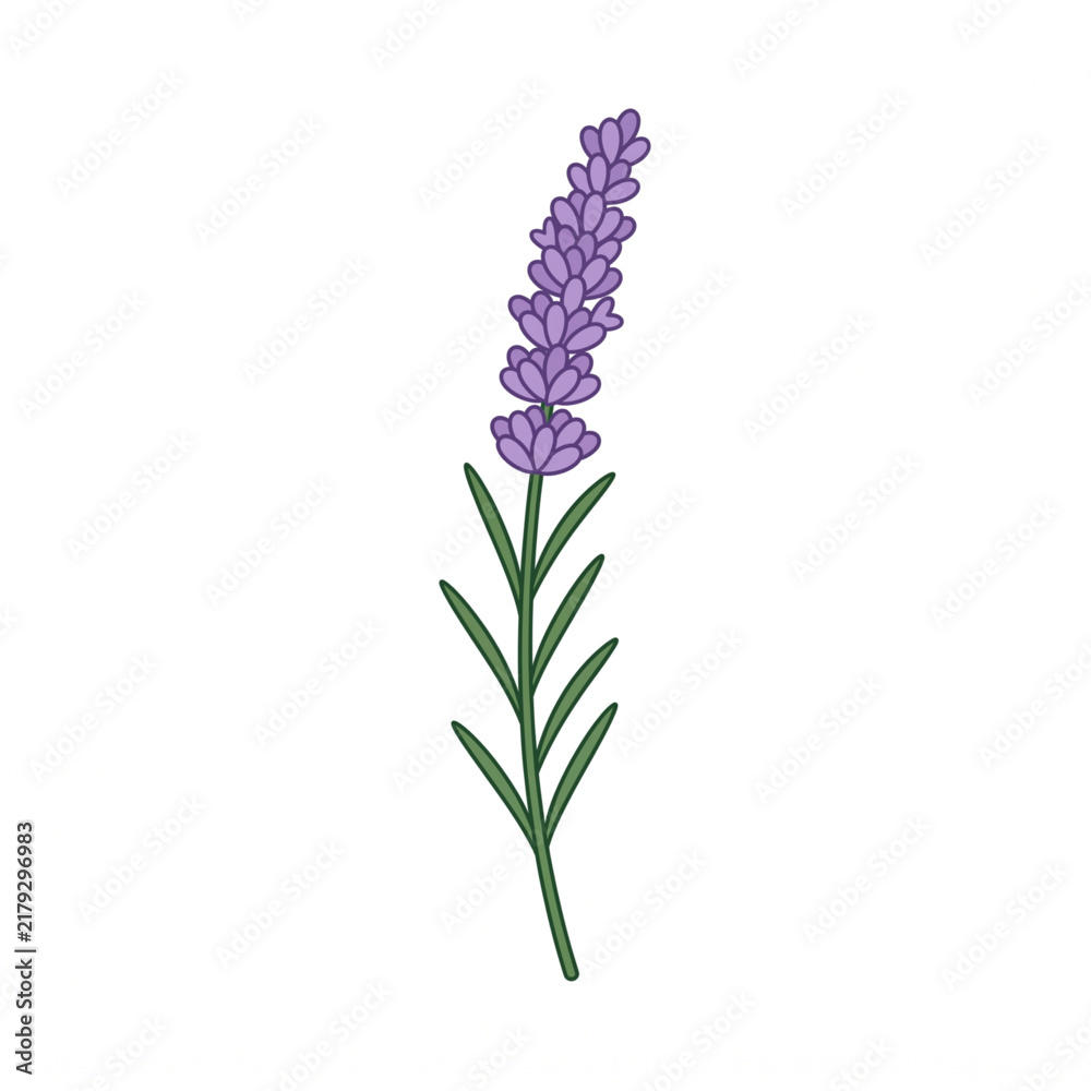 Obraz premium Purple lavender flower stem illustration isolated on white background
