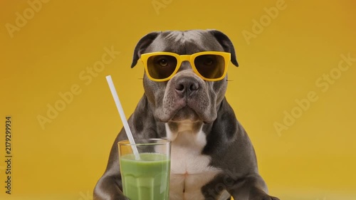 Cool Pitbull Dog Wearing Sunglasses with Green Smoothie and Straw