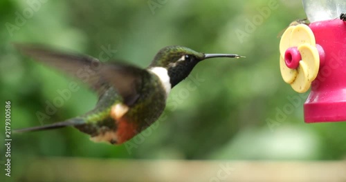 Gorgeted Woodstar Hummingbird (Chaetocercus heliodor) at a hummingbird feeder, filmed in slow motion. Tandapi, western Ecuador