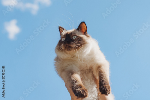 Neva masquerade cat held up against a blue sky during a sunny day