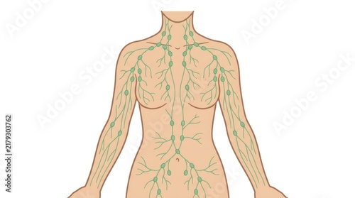 Human lymphatic system anatomy illustration with nodes and vessels in body outline.