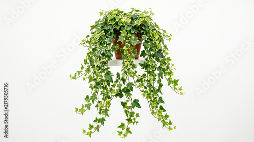 English Ivy plant in a pot cascading downwards against a clean white background