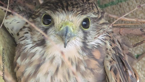 Close-up Portrait of a Young Kestrel Looking at the Camera.4k.HD


