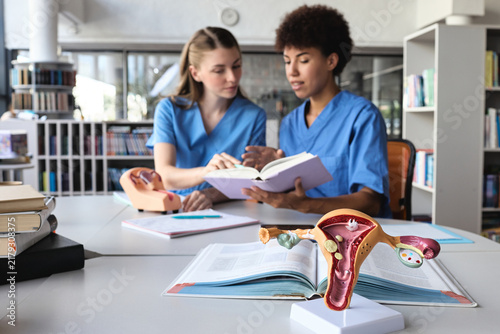 Foto Foregrounding the intricacies of female reproductive anatomy against the backdro