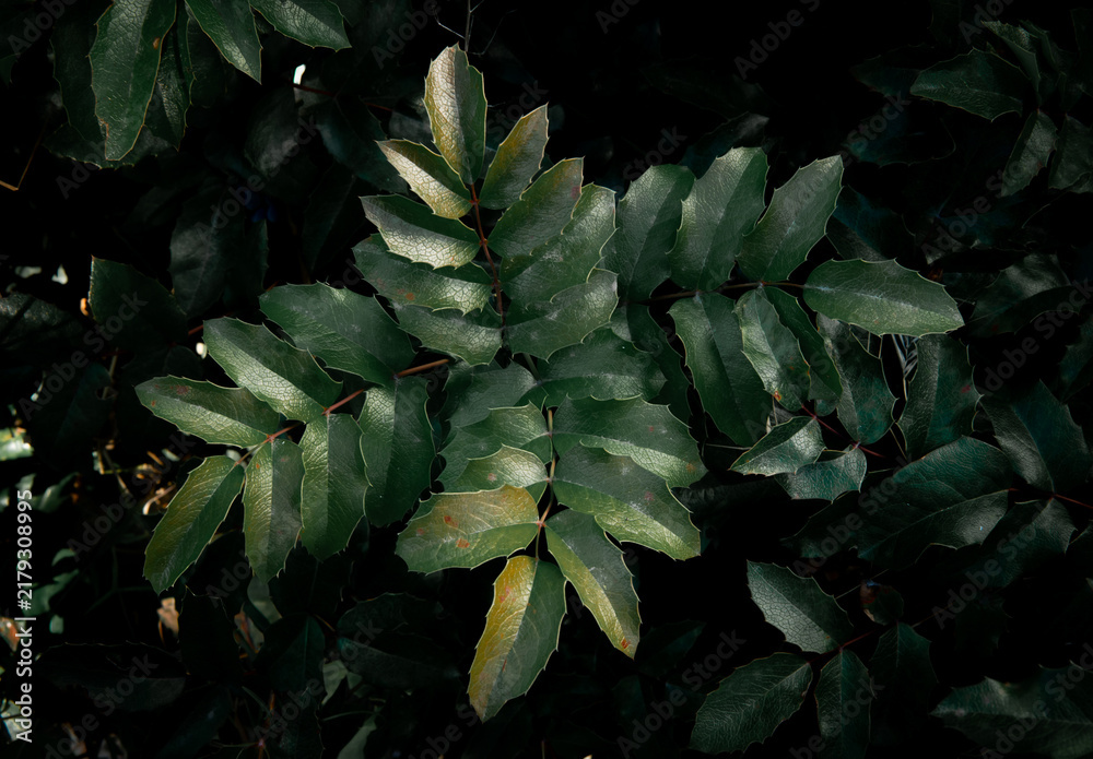 Obraz premium Dark green mahonia leaves macro natural background close up