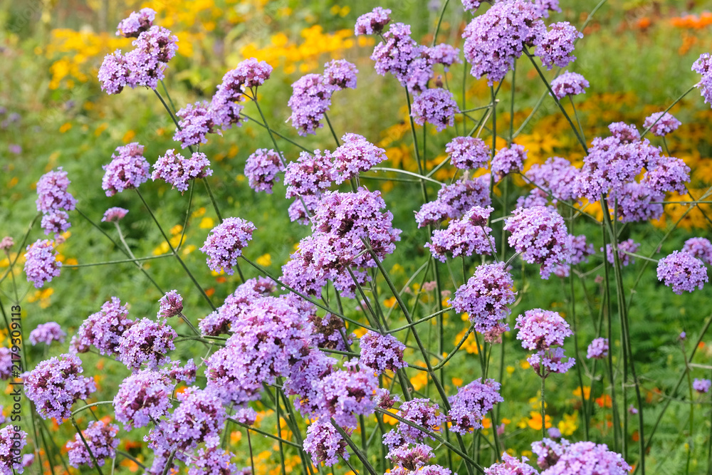 Obraz premium Lilac purple Verbena bonariensis, also known as purple top vervain, clustertop vervain, Argentinian vervain, in flower.