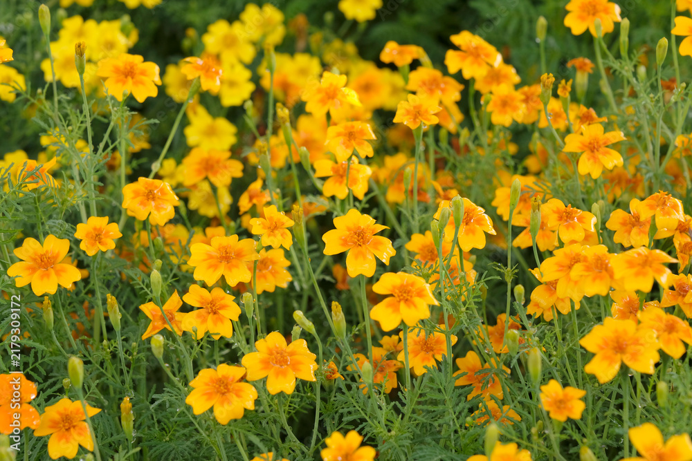 Obraz premium Yellow Tagetes tenuifolia, ‘Mexican marigold, ‘Tangerine Gem’ in flower.