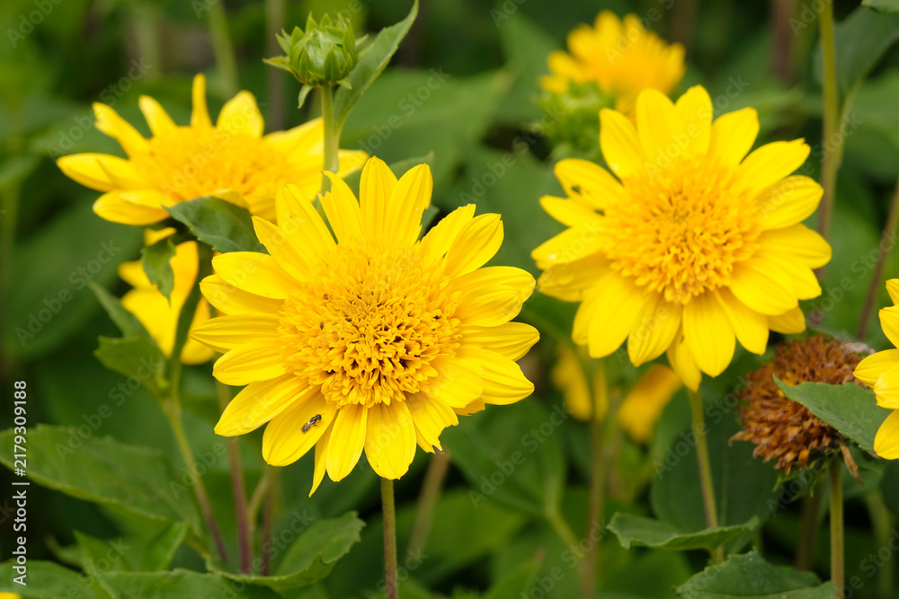 Fototapeta premium Yellow Helianthus sunflower ‘Happy Days’ in flower.