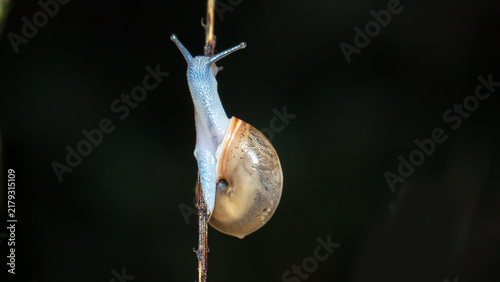 Obraz na płótnie snail on a leaf