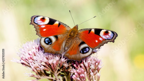 butterfly on a flower