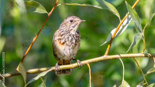 bird on a branch