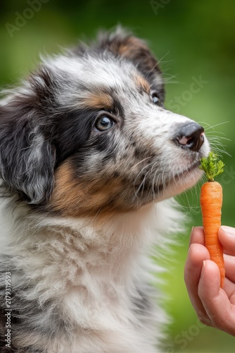 Adorable puppy with fluffy coat eagerly reaching for a fresh carrot held by a hand, showcasing a moment of interaction and healthy pet feeding habits in a vibrant outdoor setting