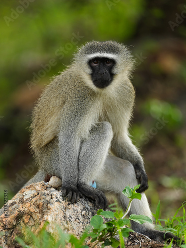 Obraz na płótnie Vervet monkey sitting on a rock, looking towards the camera