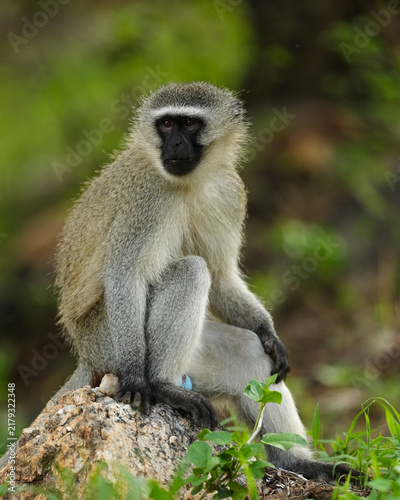 Obraz na płótnie Vervet monkey sitting calmly on a rock, surrounded by lush green vegetation