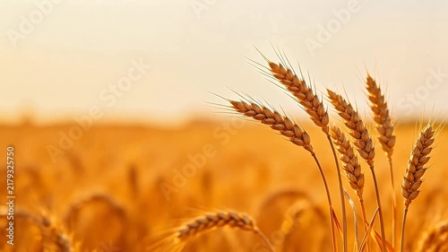 Golden wheat ears in field at sunset