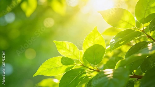 Sunlit green leaves in nature