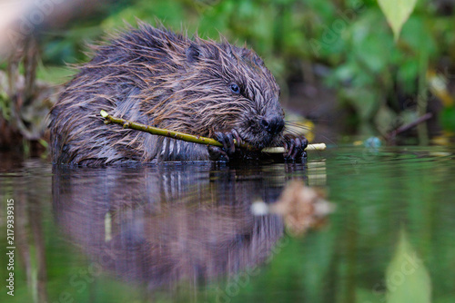 Konstfotografi Eurasian beaver (Castor fiber) eating a wooden branch in water with reflection