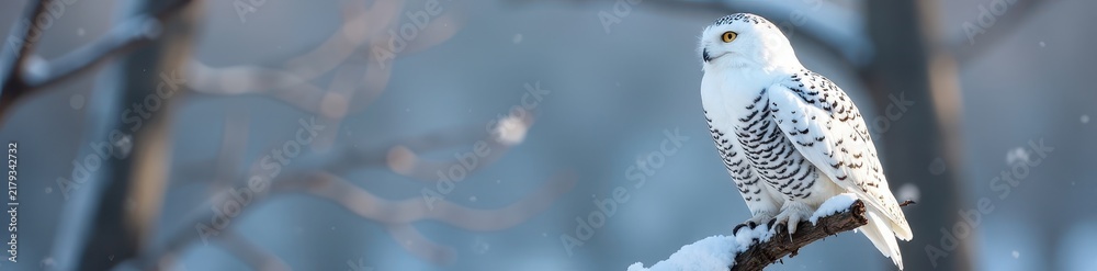 Fototapeta premium Snowy owl perched on branch, pristine white plumage, winter, bird
