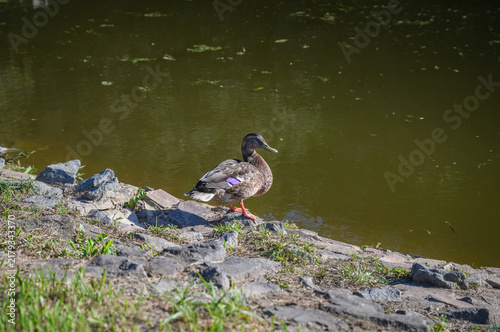 Duck standing on rocky riverbank beside calm water.