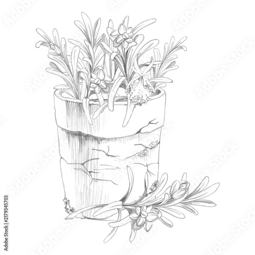 Rosemary fresh seasoning plants, aromatic foliage and decorative edible garden arrangement in clay pot. Isolated hand drawn pencil illustration. Cooking education, food culture, hospitality materials