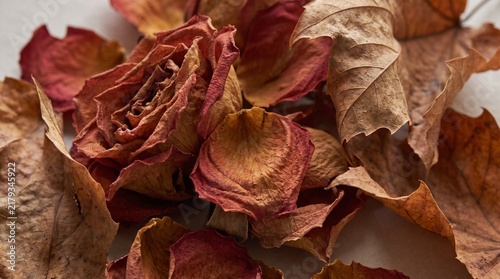 Elegant Dried Rose and Autumn Leaves Creating a Warm Fall Texture Background