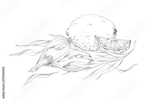 Lemon, shallot, tarragon vegetables, herbs, spices and cooking elements, farmhouse kitchen organic produce, fragrant seasonings. Isolated hand drawn pencil illustration. Farmers market, local food.