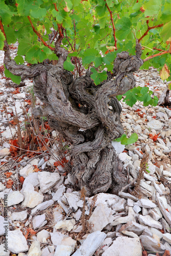 Fototapeta premium Très vieux cep de vigne sur de la lauze
