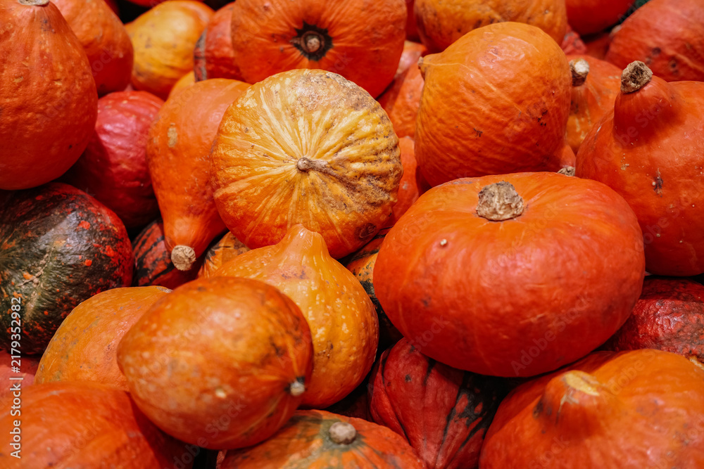 Obraz premium Close-up full frame background of many fresh ripe orange red pumpkins with natural texture and imperfections, autumn harvest and fall season market concept