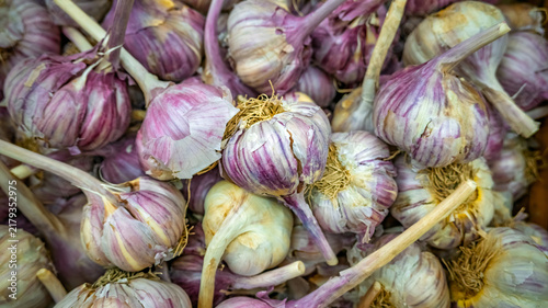 Obraz na płótnie Fresh garlic bulbs background texture.