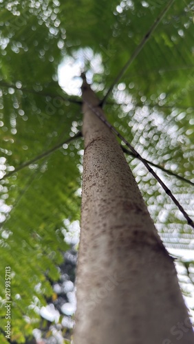 A low angle view looking up a tall tree trunk