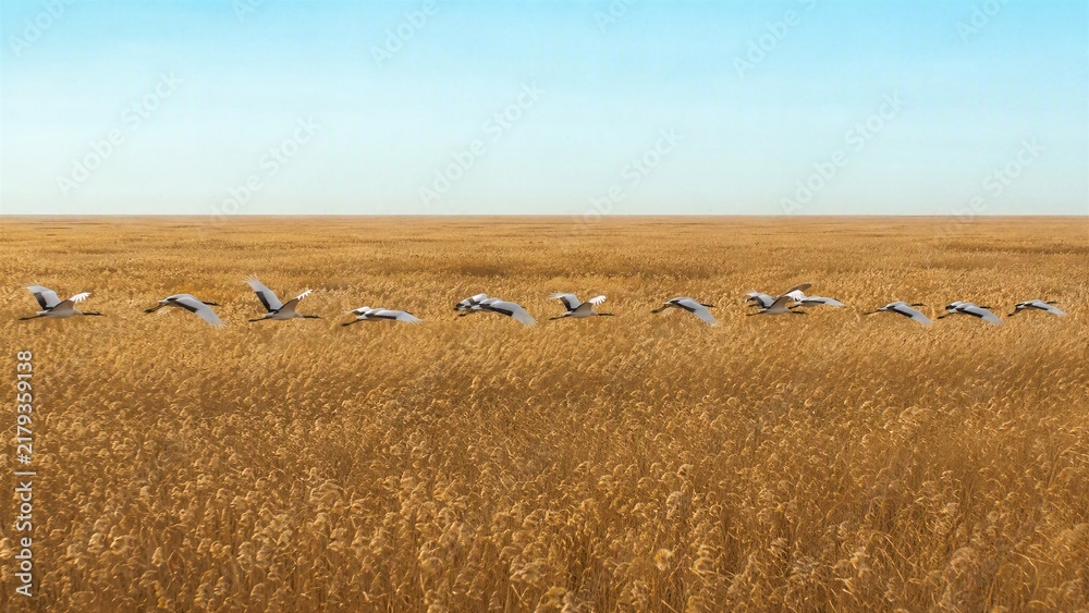 Fototapeta premium Flock of Cranes in Flight: A majestic flock of cranes gracefully soars in unison above a vast, golden field under a clear blue sky, symbolizing migration and freedom.